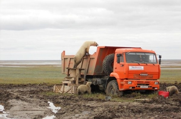 8. Медведи теперь вышли на новый уровень и не ездят на велосипедах!