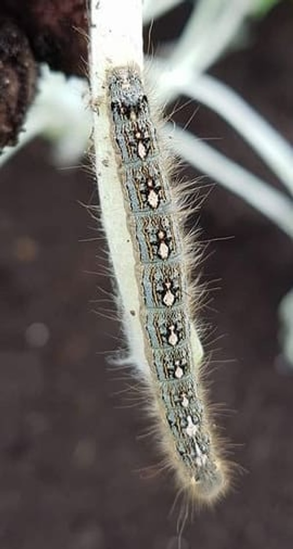 12. Эта гусеница украсила свою спинку крохотными пингвинами