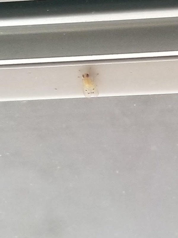 14. Ужасно трогательная муха-альбинос