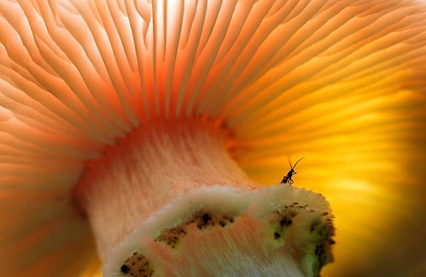 10. Добро пожаловать в мое скромное жилище. Дункан Макнаут. Кастл-Дуглас, Великобритания