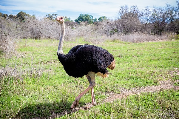 3. Глаз страуса больше, чем его мозг