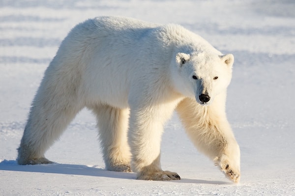 7. У белого медведя черная кожа