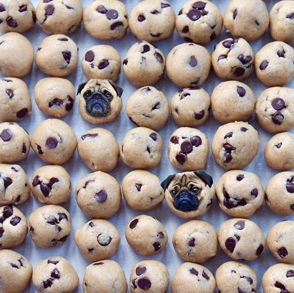 1. В начале этого года в Инстаграме появился милейший аккаунт под названием ''Dogs in food''