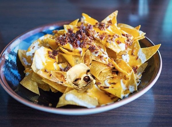 9. Вот еще некоторые шедевральные фотографии "Собак в еде":