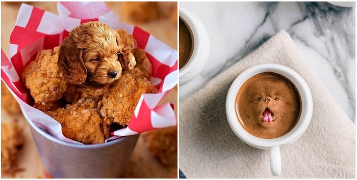 Как теперь их развидеть?! Инстаграм-аккаунт "Собаки в еде" набирает популярность в Сети