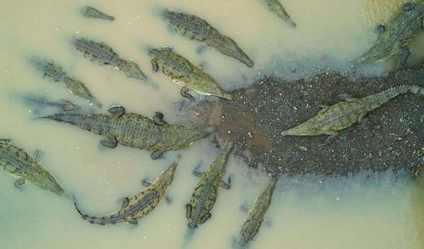 12. "Формация"