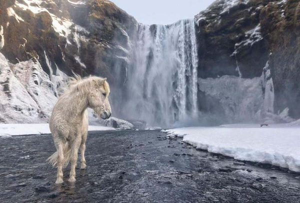 18. "Дикая Исландия"