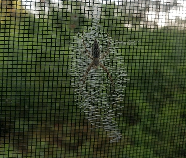 22. 🕷️