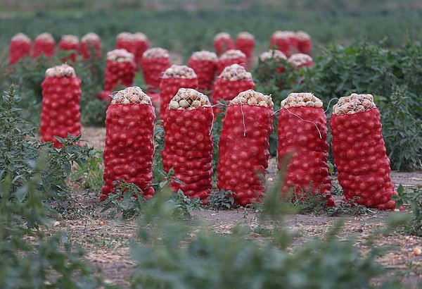 📌 Bu ay fiyatı en çok artan yüzde 82,53 ile kuru soğan olurken, kuru soğanı yüzde 63,34 ile patates, yüzde 57,72 ile havuç takip etti.