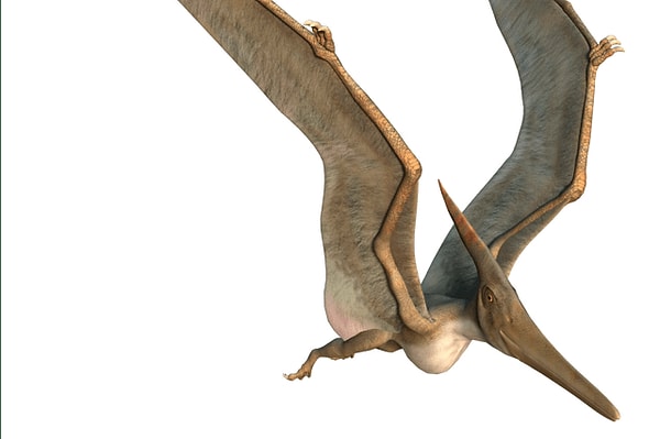 4. Эти летающие рептилии известны как...