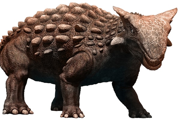 9. Один из представителей этого вида считается на данный момент лучше всего сохранившимся окаменелым динозавром.