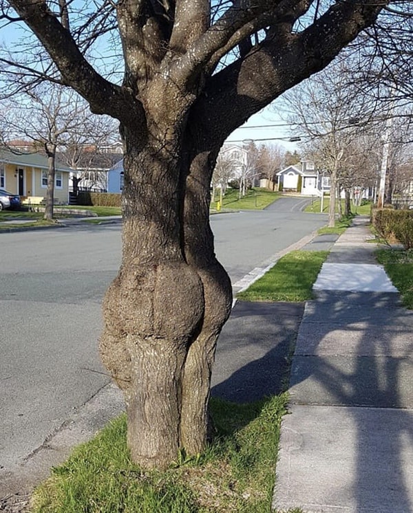 1. Всего лишь дерево, а не упругая сочная пятая точка