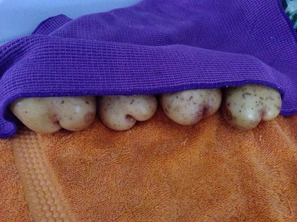 8. Всего лишь картошечка. Нечего тут на нее таращиться