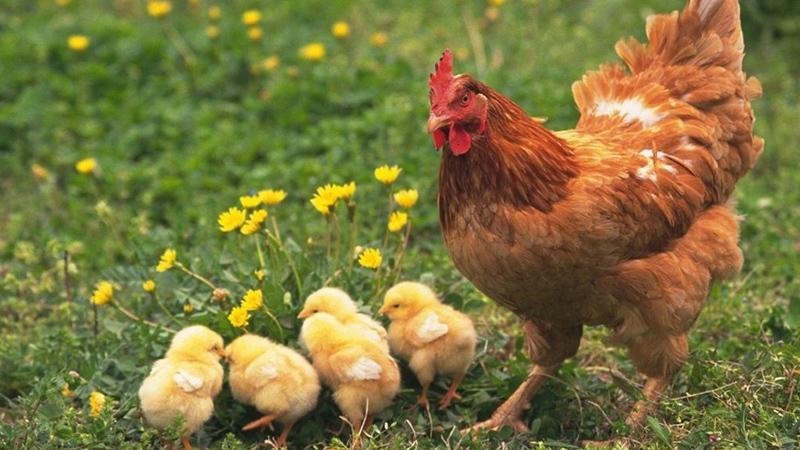 Mutlu ve Güzel Bir Hayat! Rüyada Tavuk Görmek Ne Anlama Gelir?