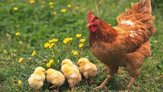 Mutlu ve Güzel Bir Hayat! Rüyada Tavuk Görmek Ne Anlama Gelir?