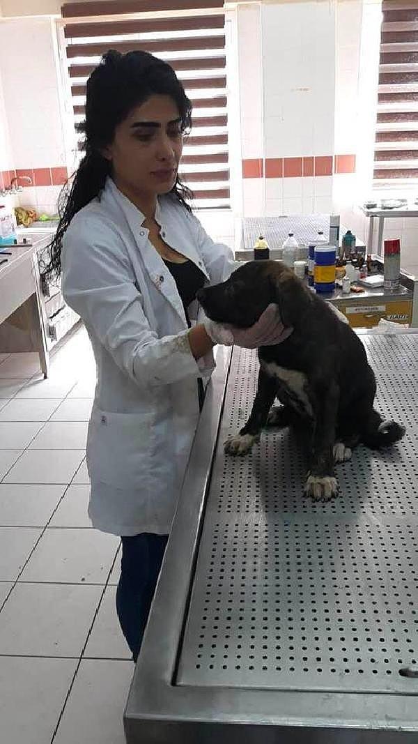 Yaralı yavru köpeği Diyarbakır Büyükşehir Belediyesi Hayvan Barınağına götüren Ekmekçiler, yüzü ve gözü yanan yavru köpeği tedavi altına aldırdı.