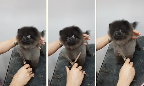 Tüyleri Tıraş Edilirken Müziğin Ritmine Ayak Uydurarak Dans Eden Minnoş Köpek