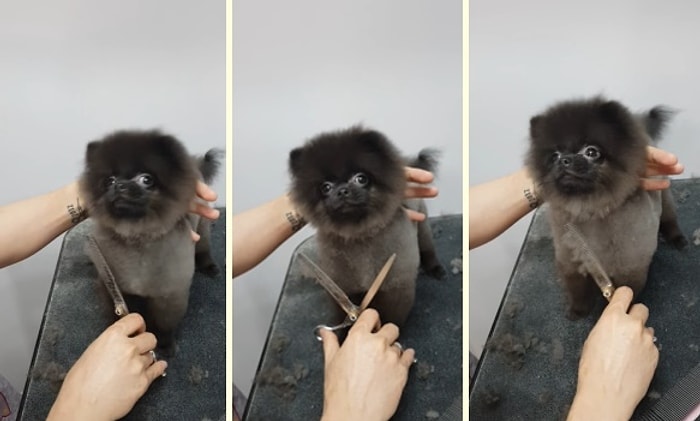 Tüyleri Tıraş Edilirken Müziğin Ritmine Ayak Uydurarak Dans Eden Minnoş Köpek
