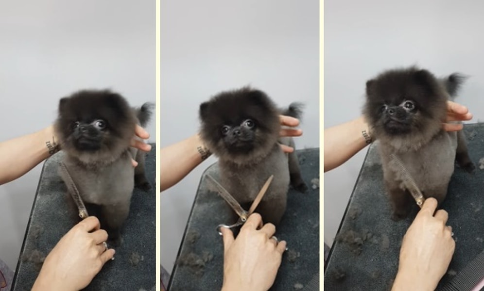 Tüyleri Tıraş Edilirken Müziğin Ritmine Ayak Uydurarak Dans Eden Minnoş Köpek