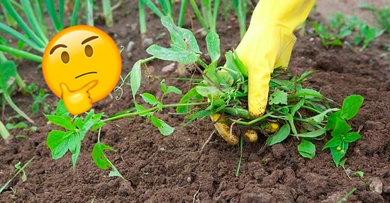 Дачный тест: А вы сможете угадать название сорняка, глядя лишь на его фото?