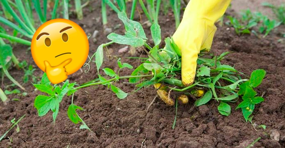 Дачный тест: А вы сможете угадать название сорняка, глядя лишь на его фото?