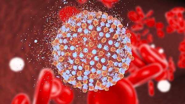 10. Передается ли половым путем гепатит С?