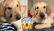 Kahraman Köpek Todd Sahibinin Hayatını Kurtararak Köpeklerin En İyi Dostumuz Olduğunu Bir Kez Daha Kanıtladı!