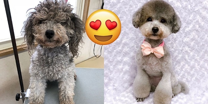 Minik Dostlarımızı Birazcık Bakımla Birer Prens ve Prensese Dönüştüren Japon Evcil Hayvan Kuaförü