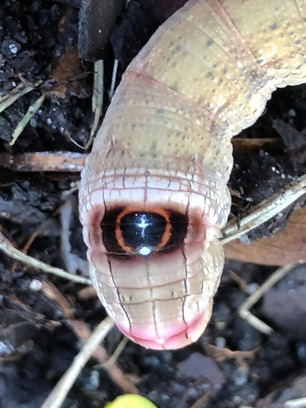 11. Глаза в глаза?