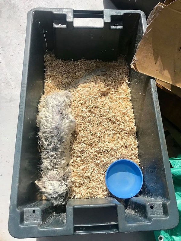 4. «Было очень трудно затащить лису на борт. Она постоянно убегала от нас», - рассказывает Мэллори.