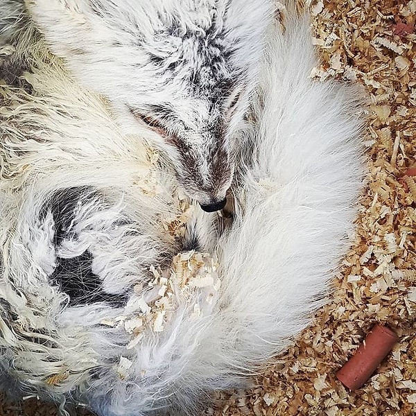 7. Поев, лиса заметно успокоилась и, кажется, поняла, что тяжкое испытание закончилось.