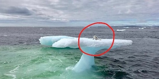 SOS!: Рыбаки заметили морского котика, застрявшего на айсберге, а потом оказалось, что это вовсе не котик