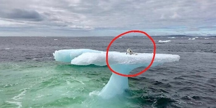 SOS!: Рыбаки заметили морского котика, застрявшего на айсберге, а потом оказалось, что это вовсе не котик