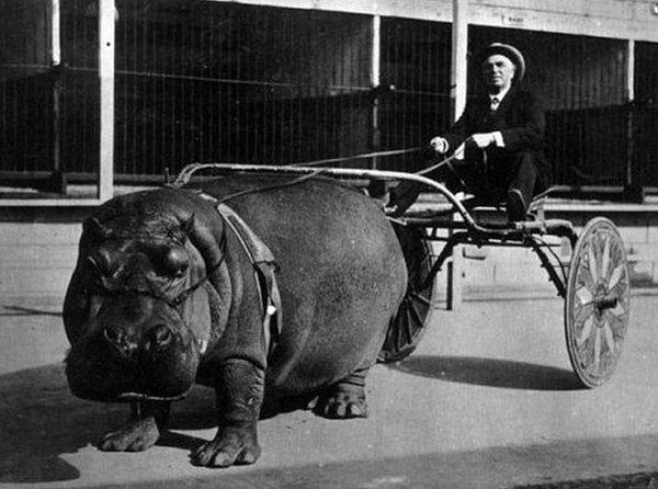 9. Vagona bağlanmış bir sirk hipopotamı, 1924