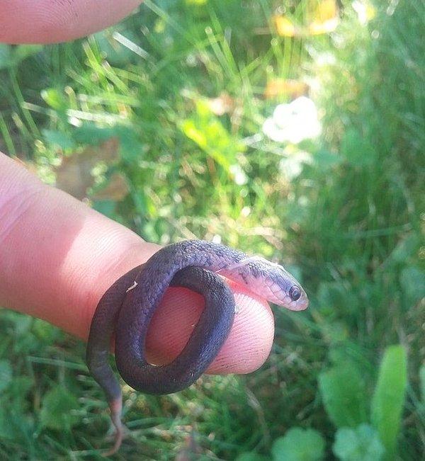 20. İş yerimin önünde yeni doğmuş bir yılan buldum.
