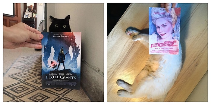 Фотограф доказал, что котики идеально сочетаются со всем окружающим, а особенно с кинопостерами известных фильмов