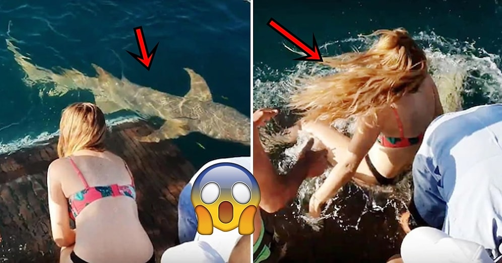 Köpek Balığını Eliyle Beslemeye Çalışırken Elini Kaptırıp Suyun İçine Sürüklenen Kadın