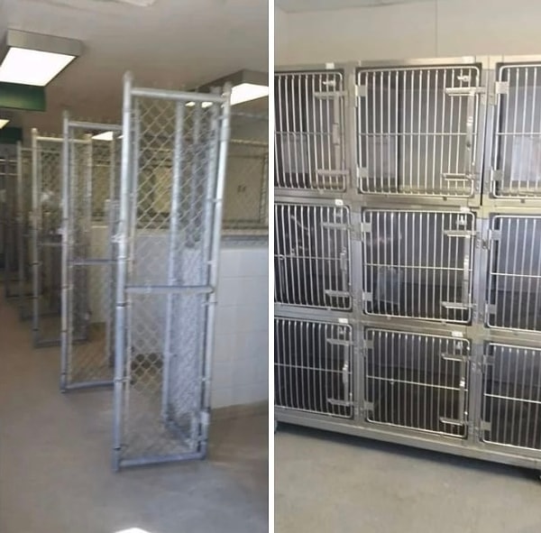 6. «Чудесный месяц в питомнике! Всех животных забрали домой новые хозяева!»