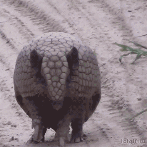 Image result for armadillo gif