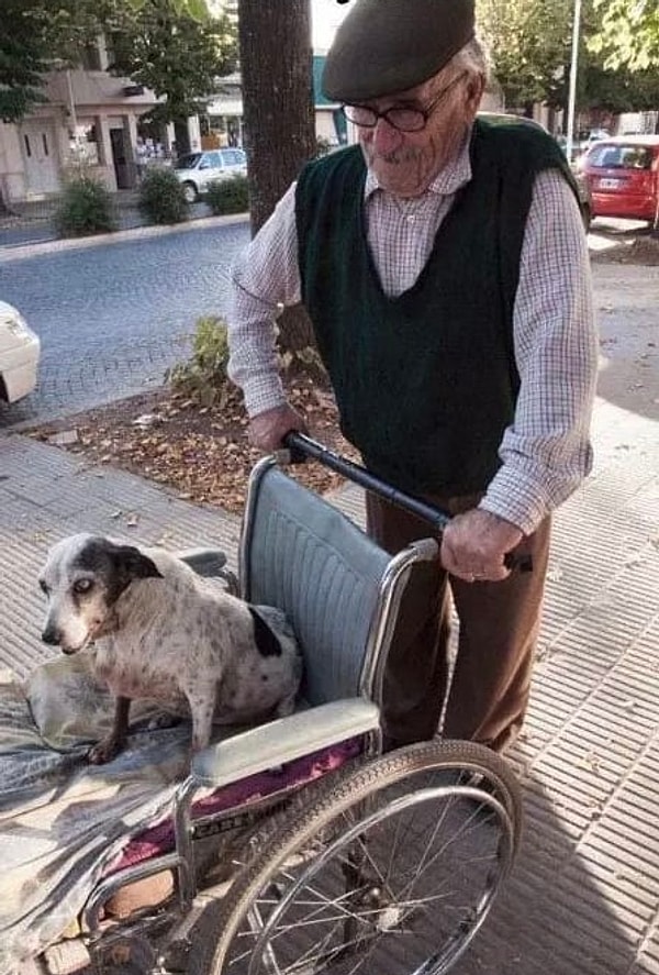 15. «Собака этого пожилого мужчины больше не может ходить, и он вывозит ее на прогулку в инвалидном кресле каждый день»