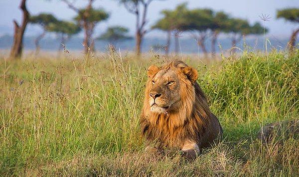 Güney Afrika'daki bir doğal koruma alanına gergedan avlamak için giren "en az iki kişi" aslanlar tarafından öldürüldü ve yendi.