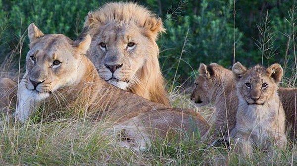 Kaçak avcıların büyük bir aslan sürüsünün bölgesine girdikleri belirtiliyor.