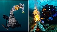Bu Fotoğrafların Güzelliği Nefesinizi Kesecek! 2018'in En İyi Su Altı Fotoğrafçılığı Kazananları Açıklandı!