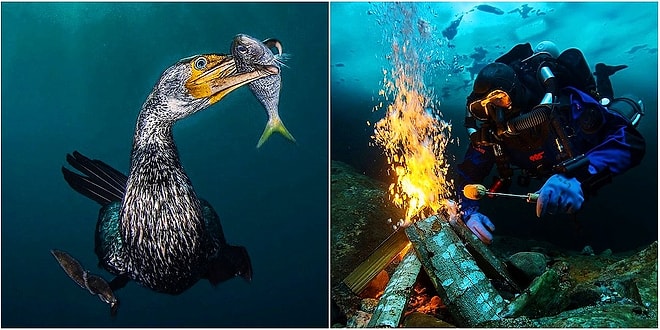 Bu Fotoğrafların Güzelliği Nefesinizi Kesecek! 2018'in En İyi Su Altı Fotoğrafçılığı Kazananları Açıklandı!