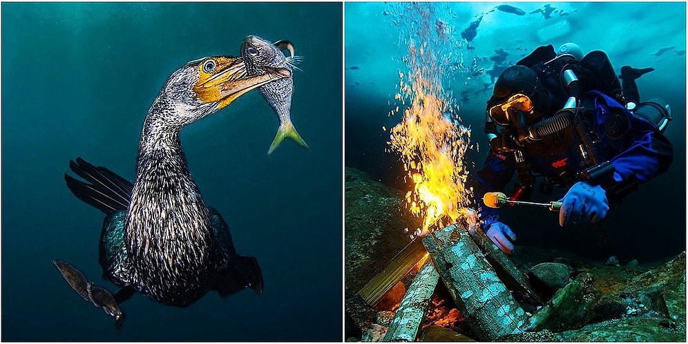 Bu Fotoğrafların Güzelliği Nefesinizi Kesecek! 2018'in En İyi Su Altı Fotoğrafçılığı Kazananları Açıklandı!