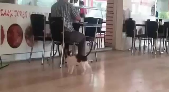 Yemek Yiyen İnsandan Birkaç Parça Bir Şey Alabilmek İçin Şekilde Şekle Giren Kedi