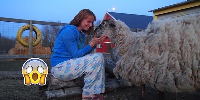Sahipleri Onu Terk Edip Gittiği İçin Devasa Yünüyle Yaşamak Zorunda Kalan Koyun: Teddy