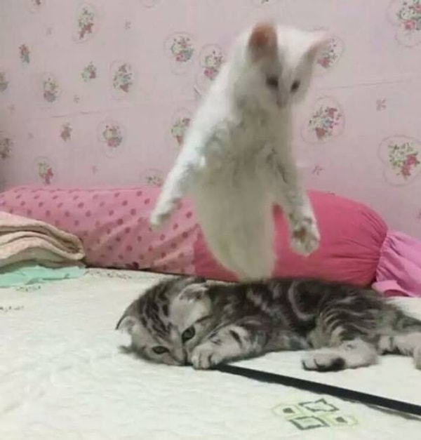 5. Это душа из котенка выходит или джинн?