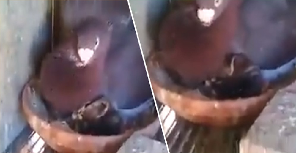 Ana Yüreği Her Canlıya Aynı Atar: Yavru Kediyi Korumaya Çalışan Güvercin