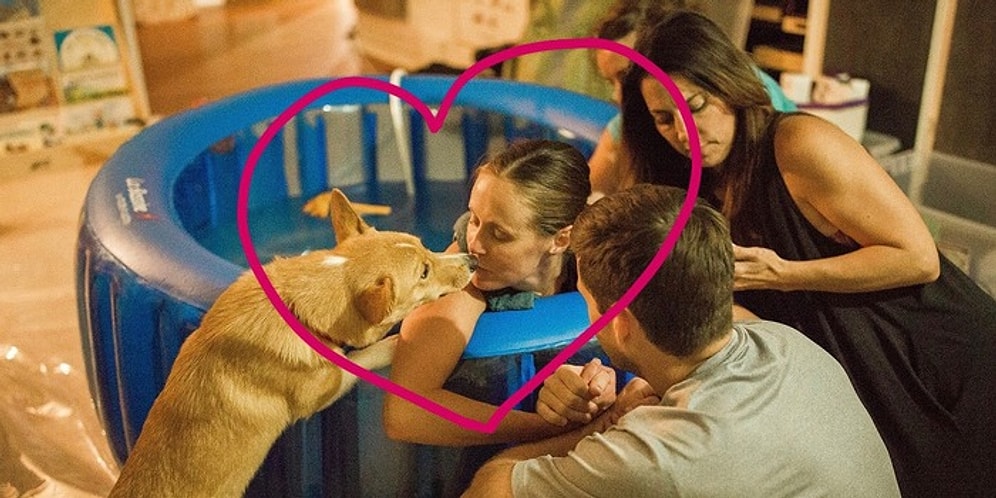 Такое большое «собачье сердце»: Собака поддерживает свою хозяйку во время родов, словно человек!